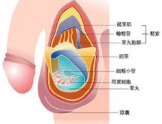 南阳好的男科包皮手术医院有哪些?